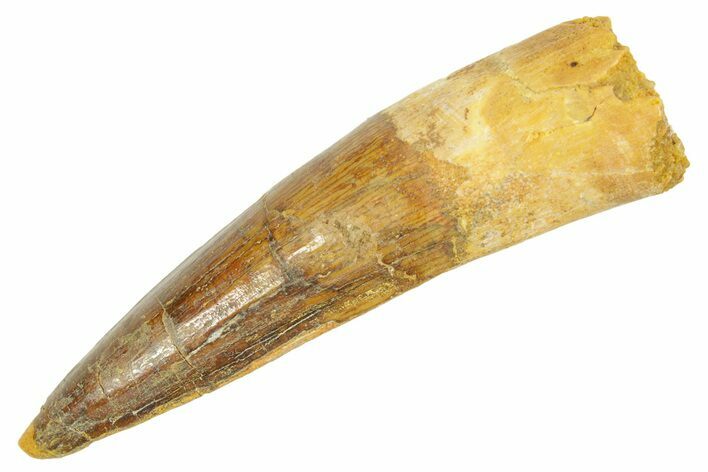Fossil Spinosaurus Tooth - Real Dinosaur Tooth #363072